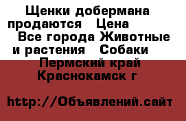 Щенки добермана  продаются › Цена ­ 45 000 - Все города Животные и растения » Собаки   . Пермский край,Краснокамск г.